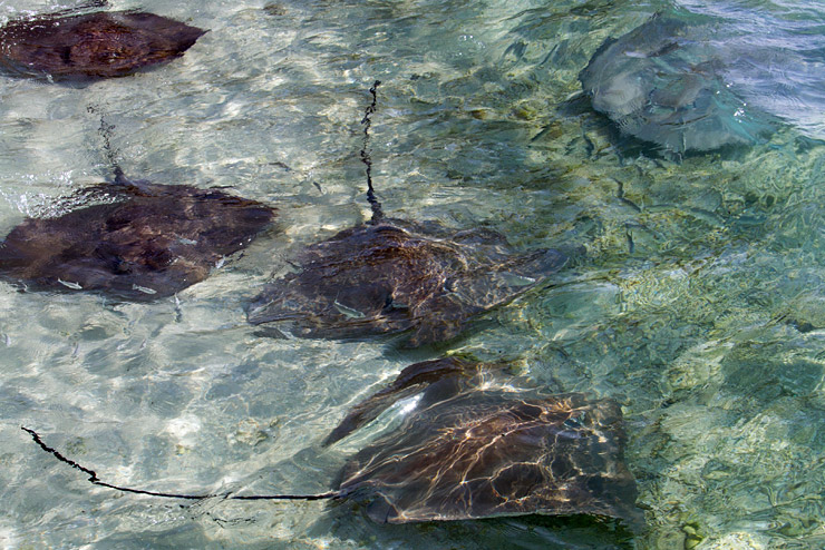 Stingrays in the Maldives