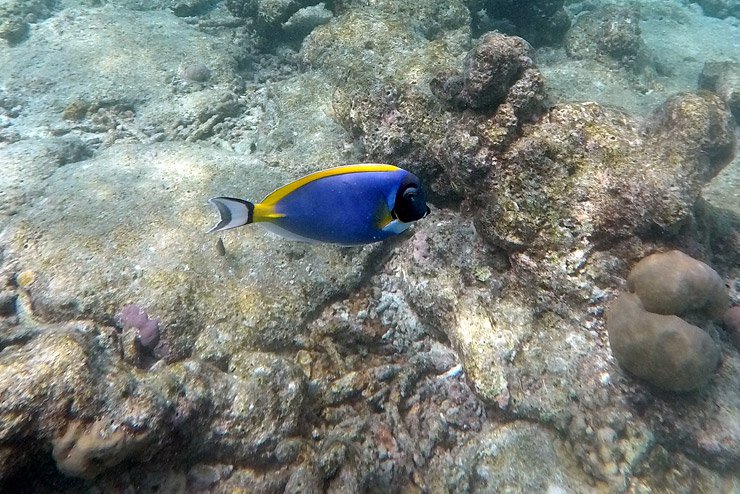 Snorkeling Maldives