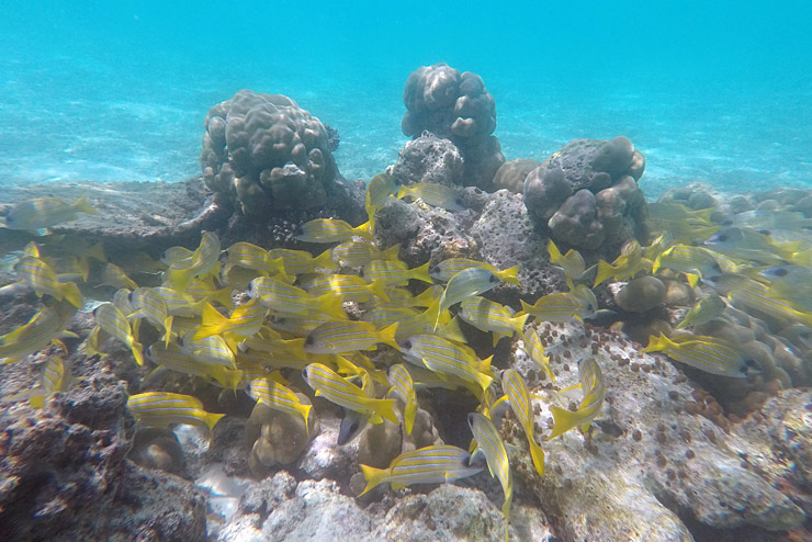 Snorkeling Maldives